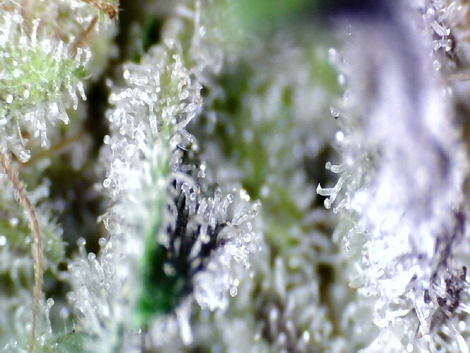 Growreport Bild 55