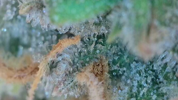Growreport Bild 56