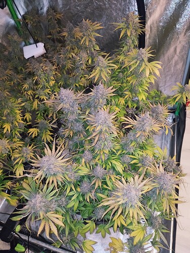 Growreport Bild 32