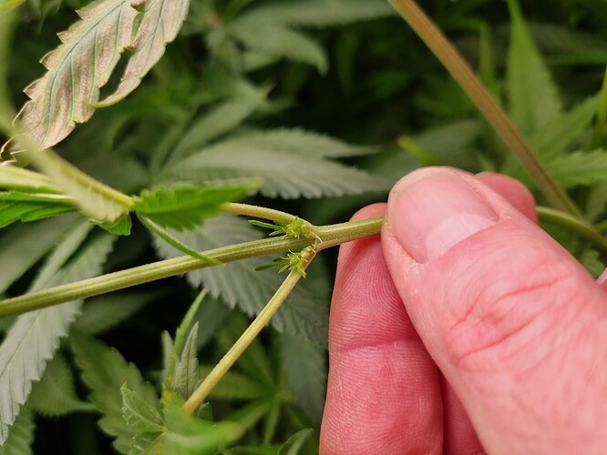 Nahaufnahme eines Cannabis-Stiels, an dem sich kleine Blütenansätze oder männliche Blüten entwickeln. Ein Finger berührt den Stiel.