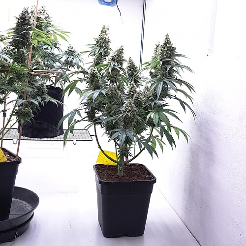 Growreport Bild 31