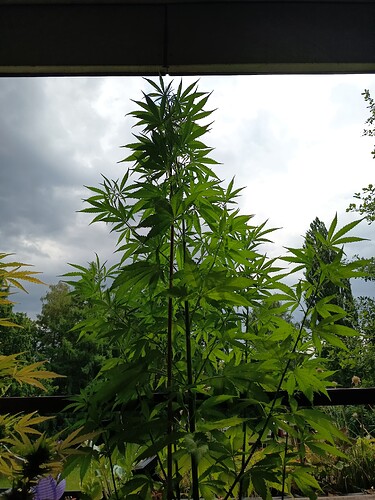 Growreport Bild 1