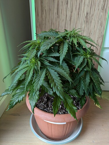 Growreport Bild 5