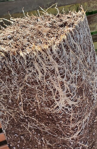 Growreport Bild 4