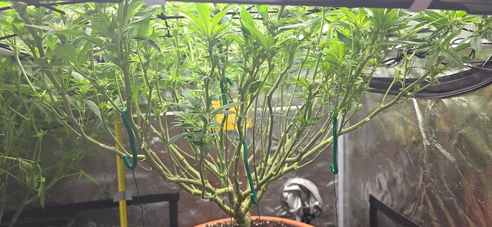 Growreport Bild 35