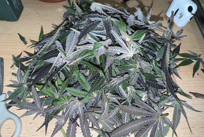Growreport Bild 33