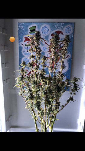 Growreport Bild 3