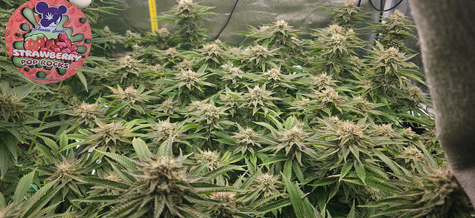 Growreport Bild 25