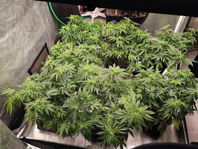 Growreport Bild 27