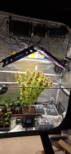 Growreport Bild 64