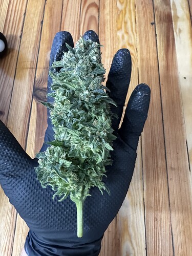 Growreport Bild 4