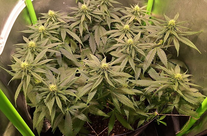 Growreport Bild 5