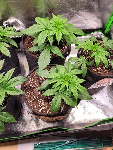 Growreport Bild 11