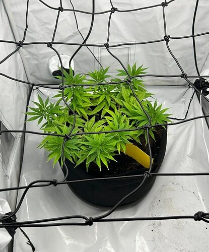 Growreport Bild 13