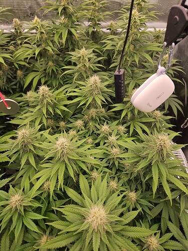 Growreport Bild 16