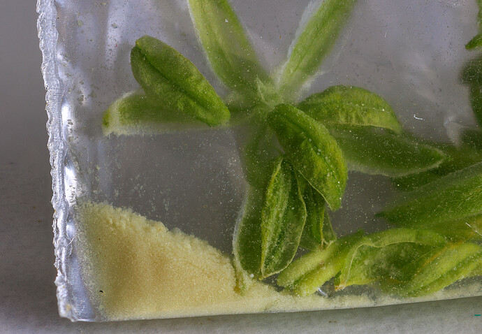 Growreport Bild 10