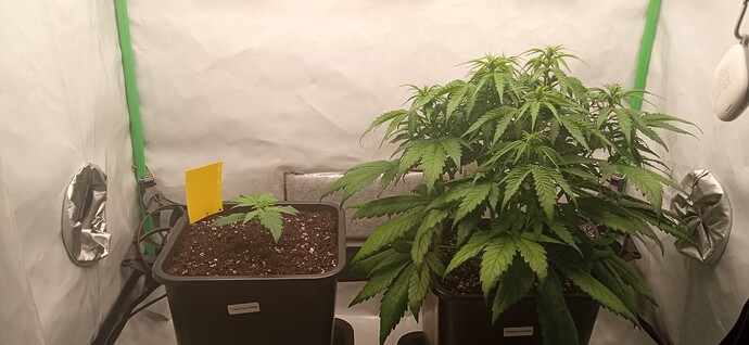 Growreport Bild 2