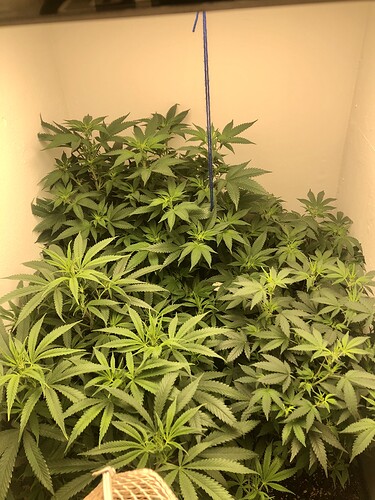 Growreport Bild 1