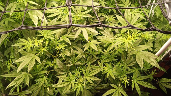 Growreport Bild 6