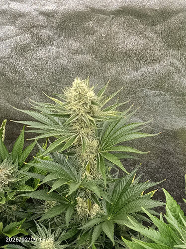 Growreport Bild 7