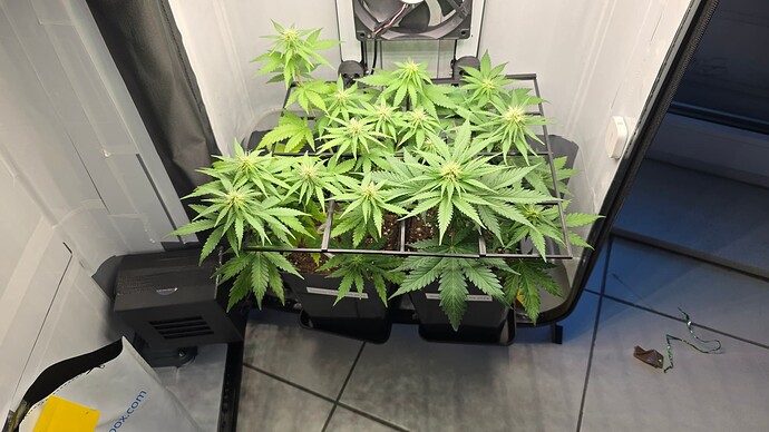 Growreport Bild 7