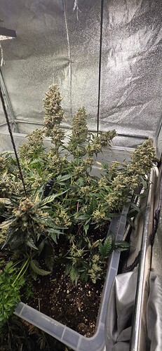 Growreport Bild 8