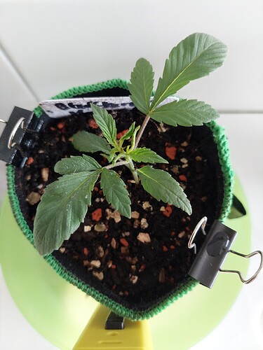 Growreport Bild 8