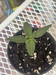 Growreport Bild 13