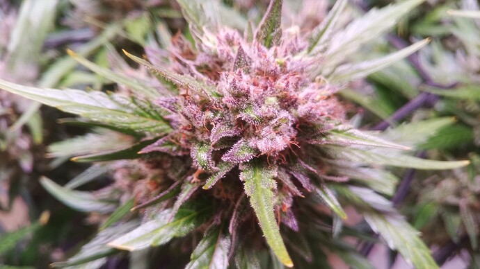 Growreport Bild 4