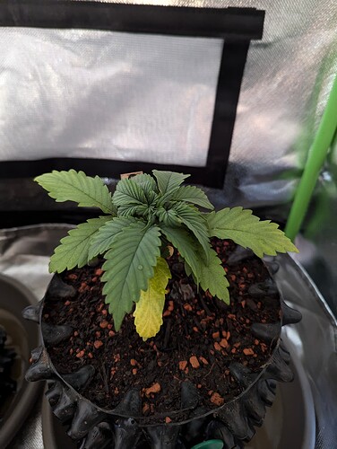 Growreport Bild 2