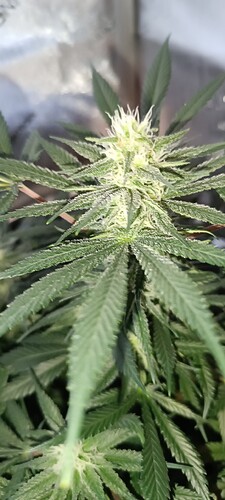 Growreport Bild 4