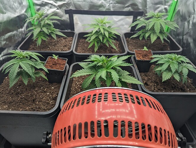 PXL_20240502_172938732