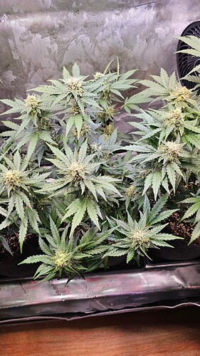 Growreport Bild 9