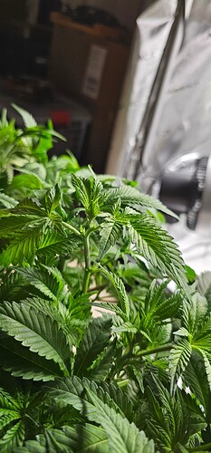 Growreport Bild 27