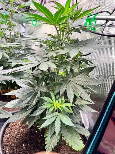 WhatsApp Image 2024-05-18 at 09.46.23