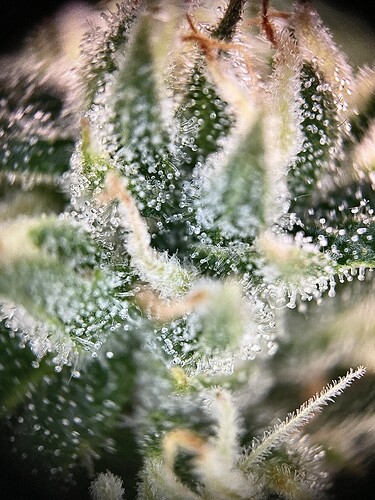 Growreport Bild 18