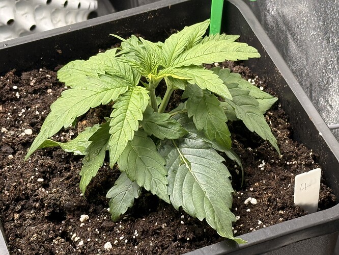 Growreport Bild 5