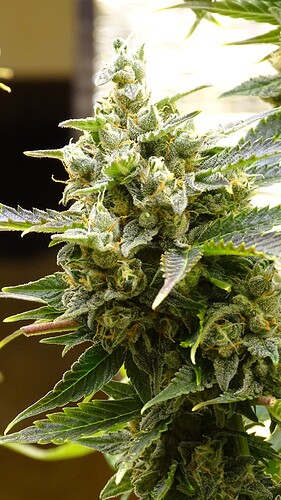 Growreport Bild 29