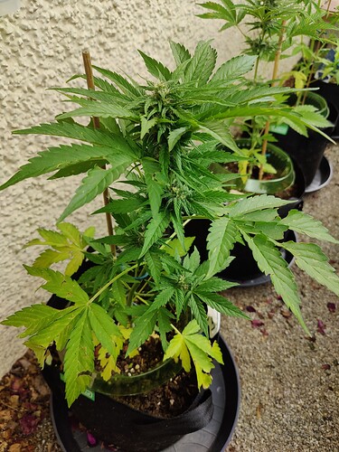 Growreport Bild 1