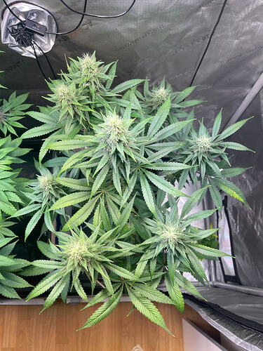 Growreport Bild 9