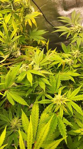Growreport Bild 4