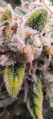 Growreport Bild 38