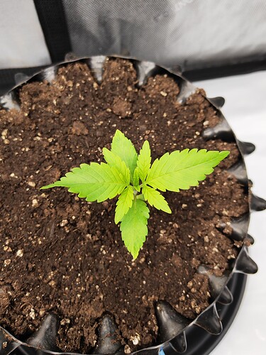 Growreport Bild 8