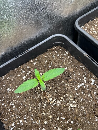 Growreport Bild 6