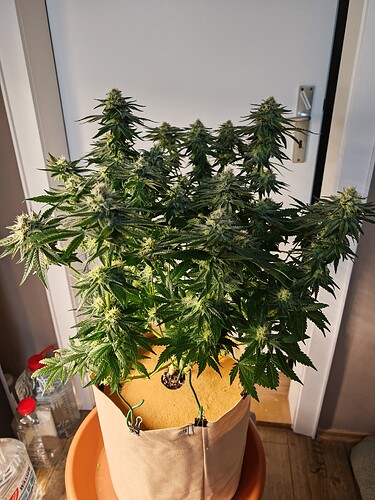 Growreport Bild 6