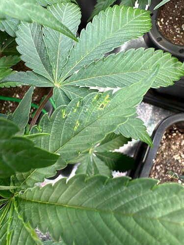 Growreport Bild 46