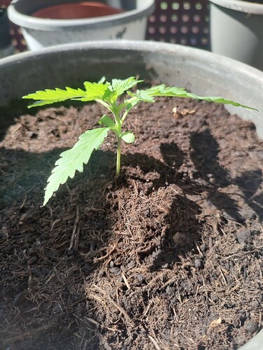 Growreport Bild 6