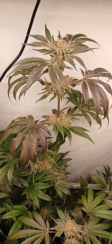 Growreport Bild 15