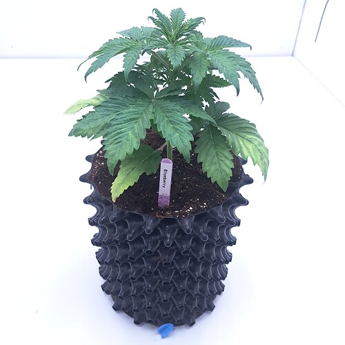 Growreport Bild 4