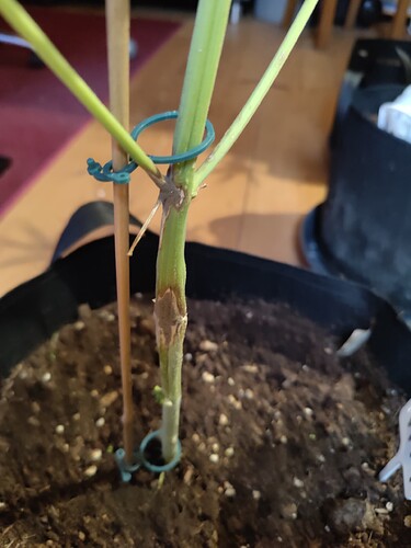 Growreport Bild 1